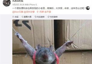 最新爆料老鼠事件新闻,最新老鼠事件引发公众关注,卫生安全问题亟待解决 第3张 最新爆料老鼠事件新闻,最新老鼠事件引发公众关注,卫生安全问题亟待解决 第3张